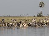 Africa 105 : Africa, Animal, Botswana, Landscape, Makgadikgadi, Mammal, Waterhole, Zebra